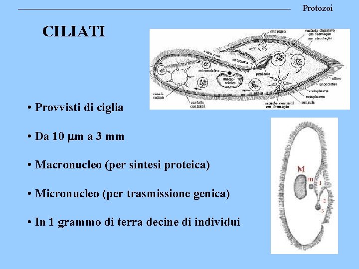 Protozoi CILIATI • Provvisti di ciglia • Da 10 m a 3 mm •
