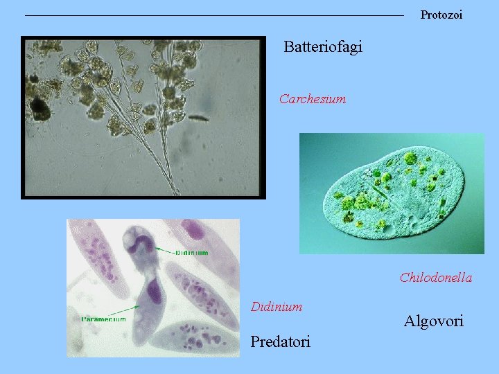 Protozoi Batteriofagi Carchesium Chilodonella Didinium Predatori Algovori 