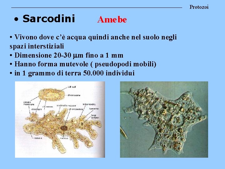 Protozoi • Sarcodini Amebe • Vivono dove c’è acqua quindi anche nel suolo negli