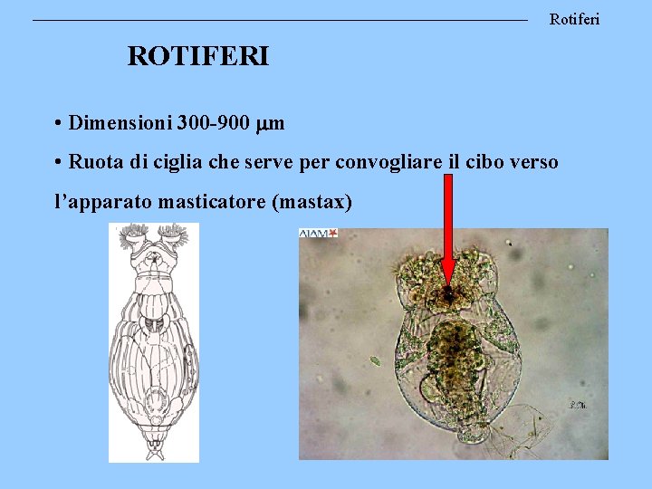 Rotiferi ROTIFERI • Dimensioni 300 -900 m • Ruota di ciglia che serve per