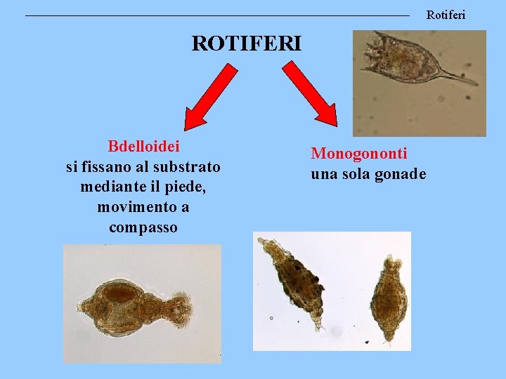 Rotiferi ROTIFERI Bdelloidei si fissano al substrato mediante il piede, movimento a compasso Monogononti