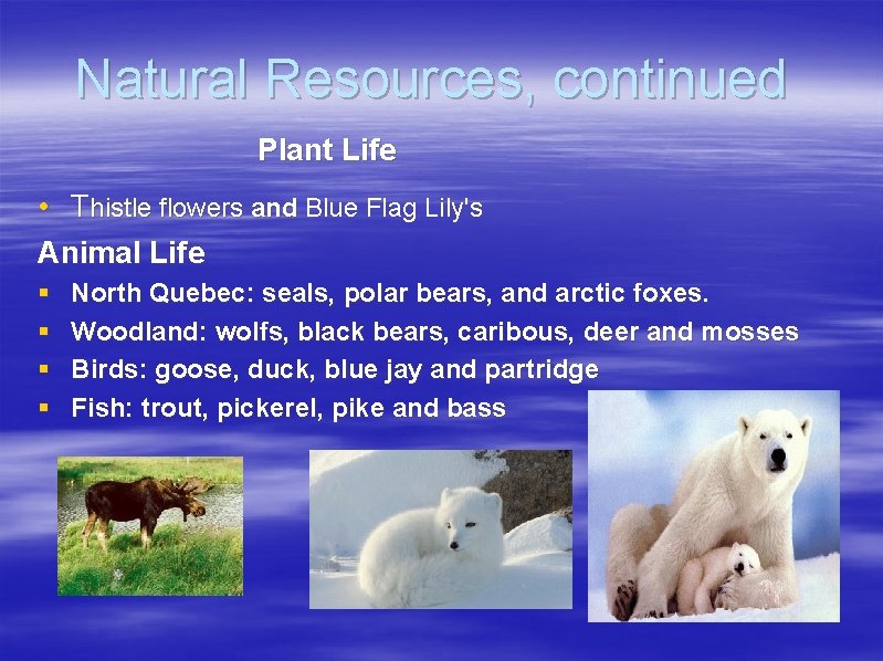 Natural Resources, continued Plant Life • Thistle flowers and Blue Flag Lily's Animal Life