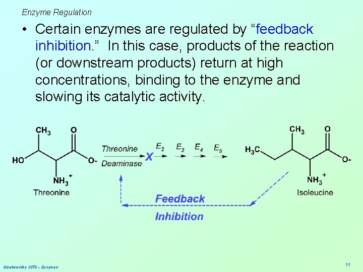 Enzyme Regulation • Certain enzymes are regulated by “feedback inhibition. ” In this case,