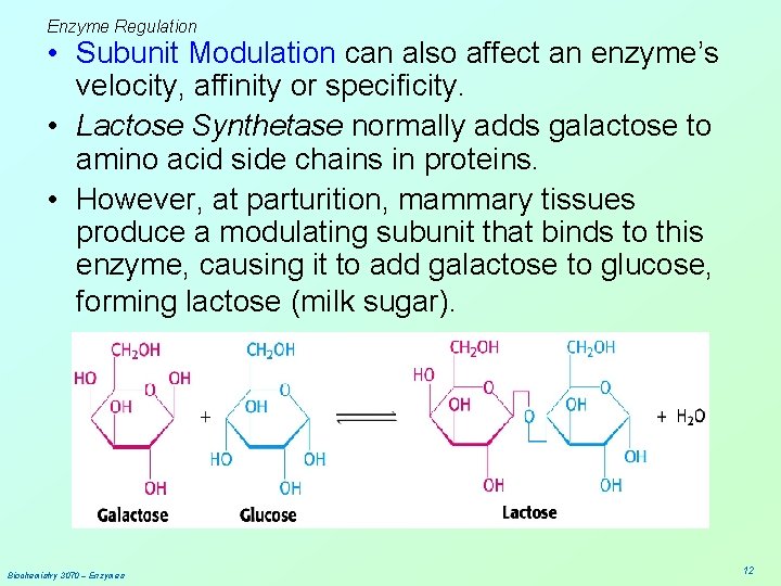 Enzyme Regulation • Subunit Modulation can also affect an enzyme’s velocity, affinity or specificity.