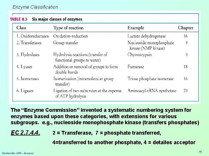 Enzyme Classification The “Enzyme Commission” invented a systematic numbering system for enzymes based upon