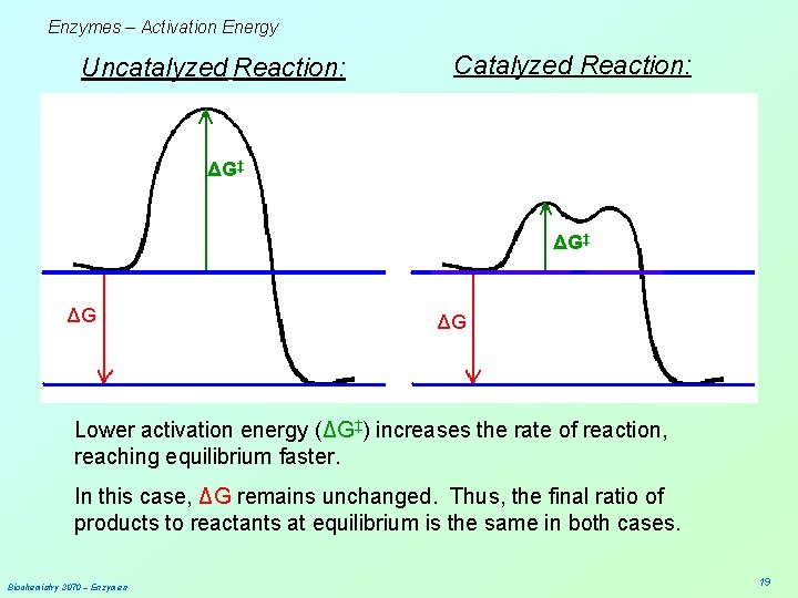 Enzymes – Activation Energy Uncatalyzed Reaction: Catalyzed Reaction: ΔG‡ ΔG ΔG Lower activation energy