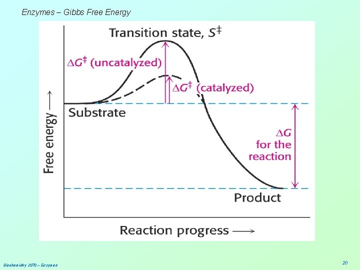 Enzymes – Gibbs Free Energy Biochemistry 3070 – Enzymes 20 