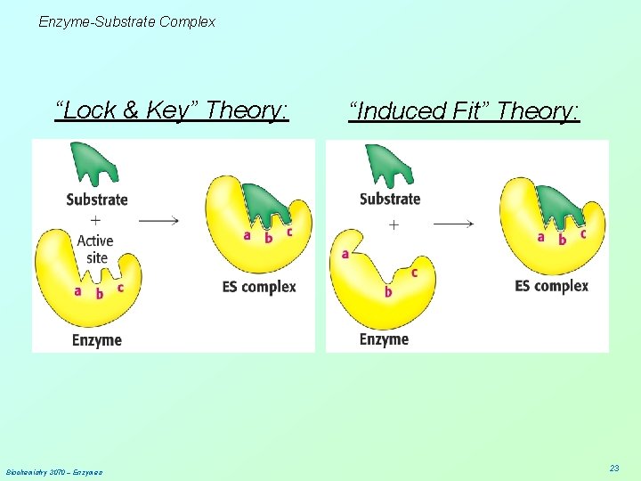 Enzyme-Substrate Complex “Lock & Key” Theory: Biochemistry 3070 – Enzymes “Induced Fit” Theory: 23