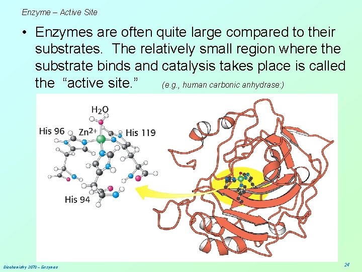 Enzyme – Active Site • Enzymes are often quite large compared to their substrates.