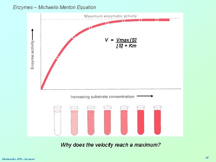 Enzymes – Michaelis-Menton Equation V = Vmax [S] + Km Why does the velocity