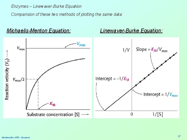 Enzymes – Linewaver-Burke Equation Comparision of these two methods of plotting the same data: