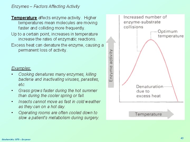 Enzymes – Factors Affecting Activity Temperature affects enzyme activity. Higher temperatures mean molecules are