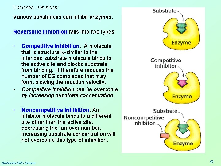 Enzymes - Inhibition Various substances can inhibit enzymes. Reversible Inhibition falls into two types: