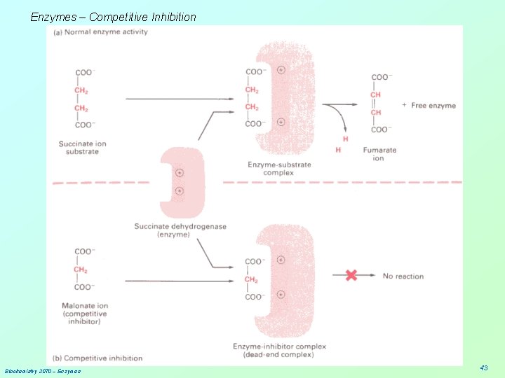 Enzymes – Competitive Inhibition Biochemistry 3070 – Enzymes 43 