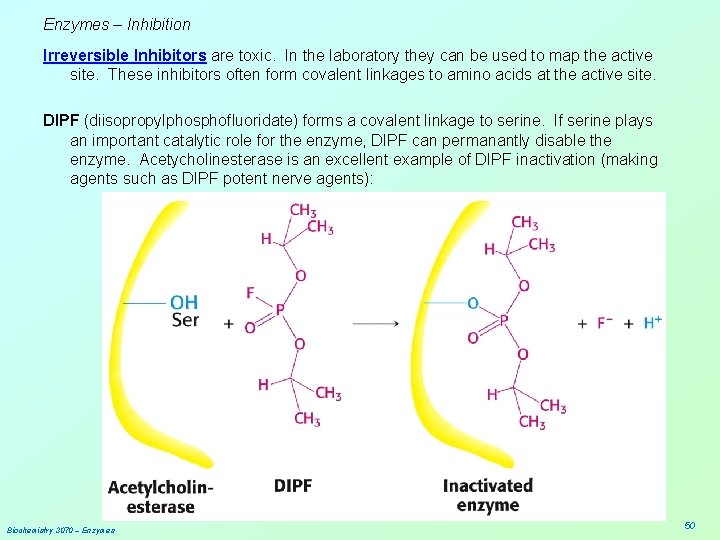 Enzymes – Inhibition Irreversible Inhibitors are toxic. In the laboratory they can be used