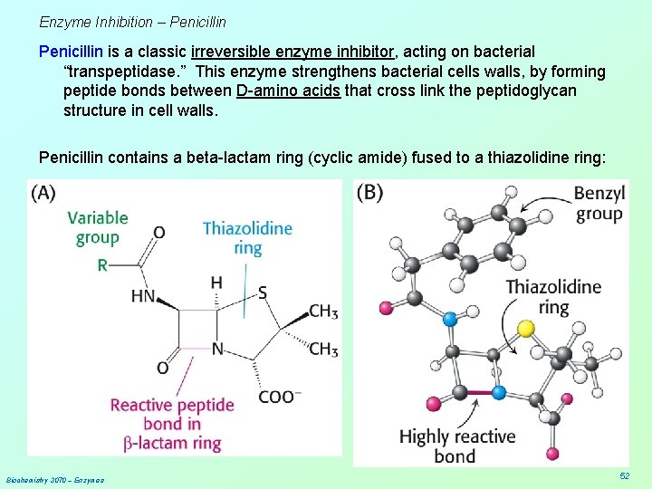 Enzyme Inhibition – Penicillin is a classic irreversible enzyme inhibitor, acting on bacterial “transpeptidase.