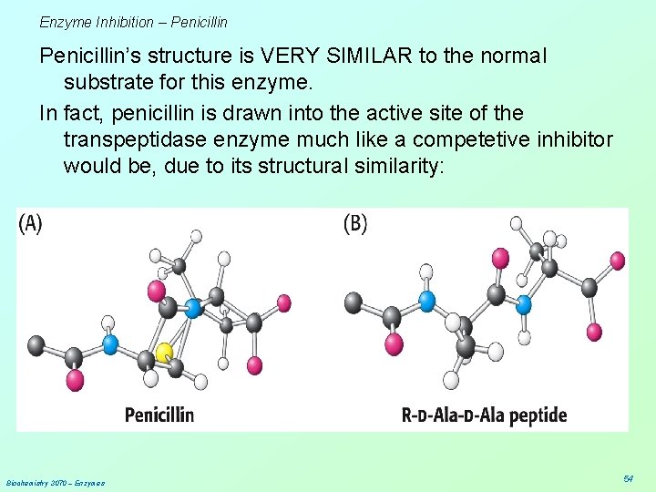 Enzyme Inhibition – Penicillin’s structure is VERY SIMILAR to the normal substrate for this
