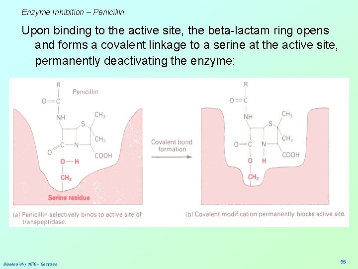 Enzyme Inhibition – Penicillin Upon binding to the active site, the beta-lactam ring opens