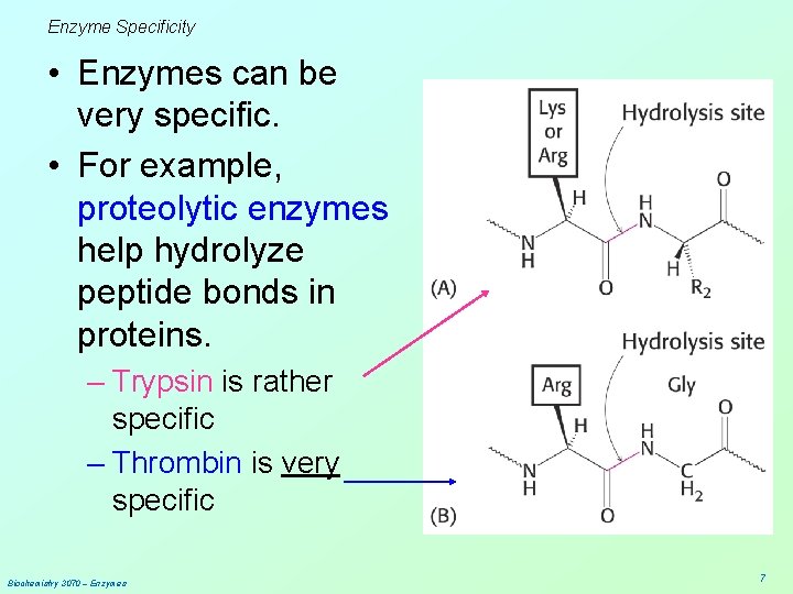 Enzyme Specificity • Enzymes can be very specific. • For example, proteolytic enzymes help