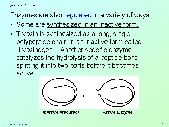 Enzyme Regulation Enzymes are also regulated in a variety of ways: • Some are