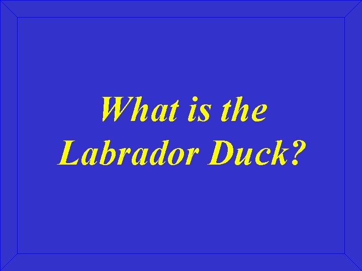 What is the Labrador Duck? 