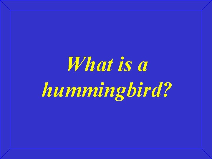 What is a hummingbird? 