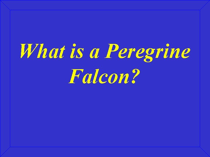 What is a Peregrine Falcon? 