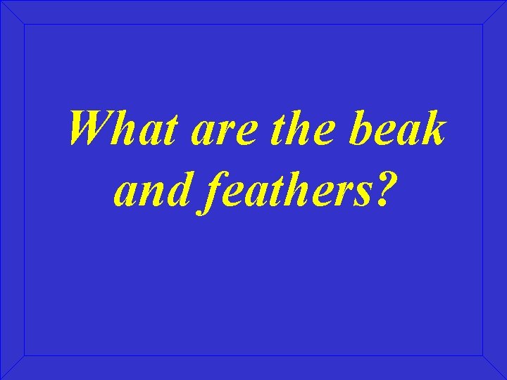 What are the beak and feathers? 