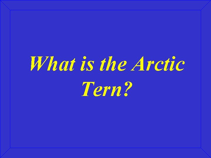 What is the Arctic Tern? 