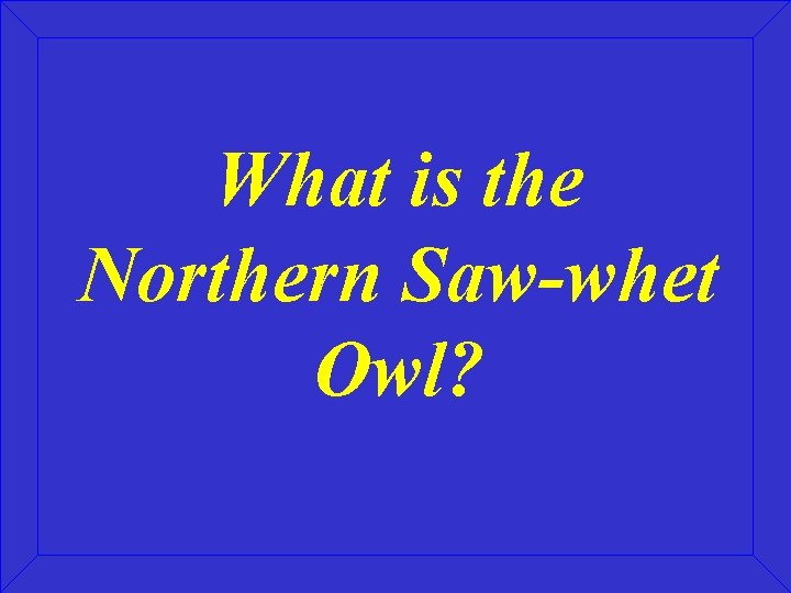 What is the Northern Saw-whet Owl? 