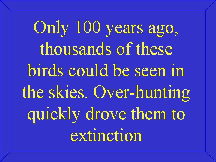 Only 100 years ago, thousands of these birds could be seen in the skies.