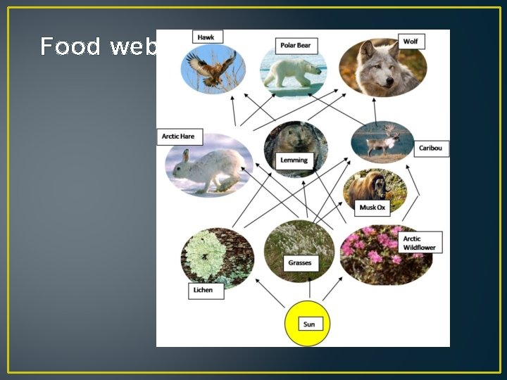 Food web 