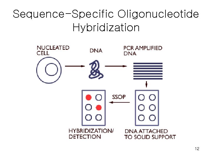 Sequence-Specific Oligonucleotide Hybridization 12 