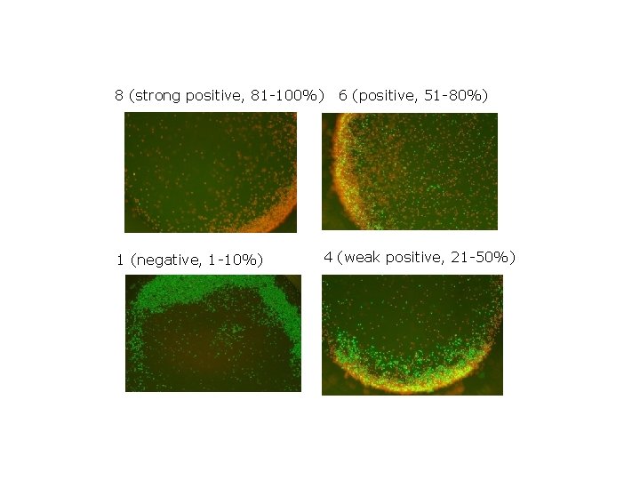 8 (strong positive, 81 -100%) 6 (positive, 51 -80%) 1 (negative, 1 -10%) 4
