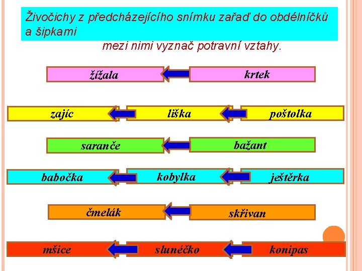 Živočichy z předcházejícího snímku zařaď do obdélníčků a šipkami mezi nimi vyznač potravní vztahy.