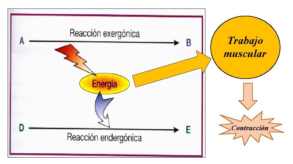 Trabajo muscular Contracción 