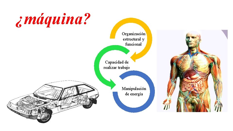 ¿máquina? Organización estructural y funcional Capacidad de realizar trabajo Manipulación de energía 