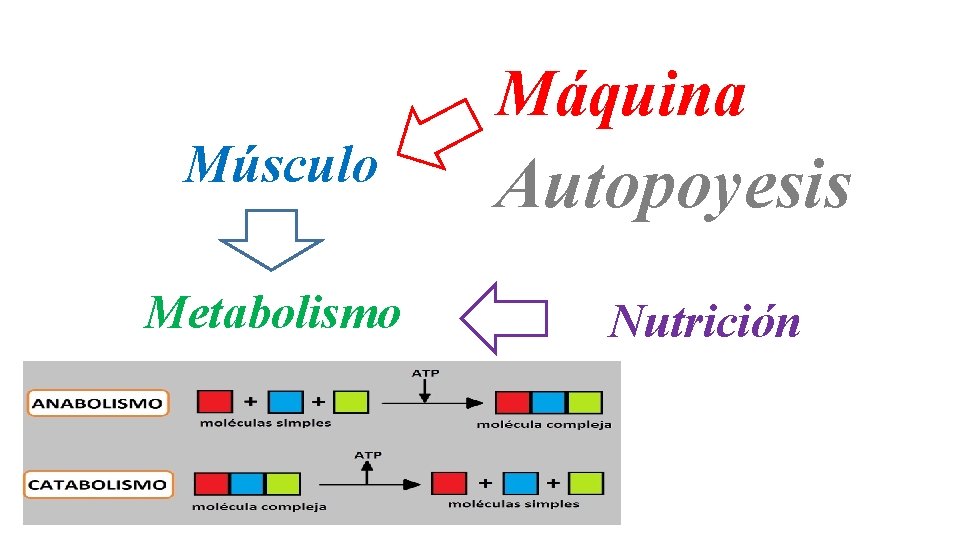 Máquina Músculo Metabolismo Autopoyesis Nutrición 