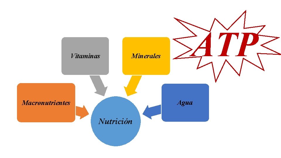 Vitaminas Minerales ATP Agua Macronutrientes Nutrición 