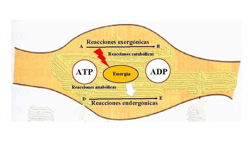 A Reacciones exergónicas B Reacciones catabólicas ATP Energía ADP Reacciones anabólicas D Reacciones endergónicas