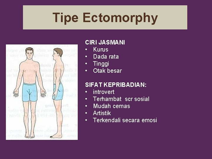 Tipe Ectomorphy CIRI JASMANI • Kurus • Dada rata • Tinggi • Otak besar
