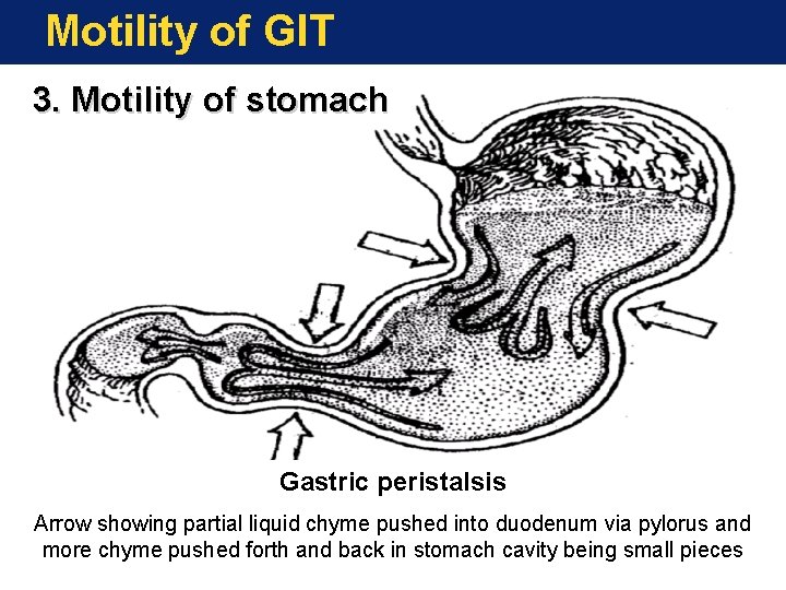 Motility of GIT 3. Motility of stomach Gastric peristalsis Arrow showing partial liquid chyme