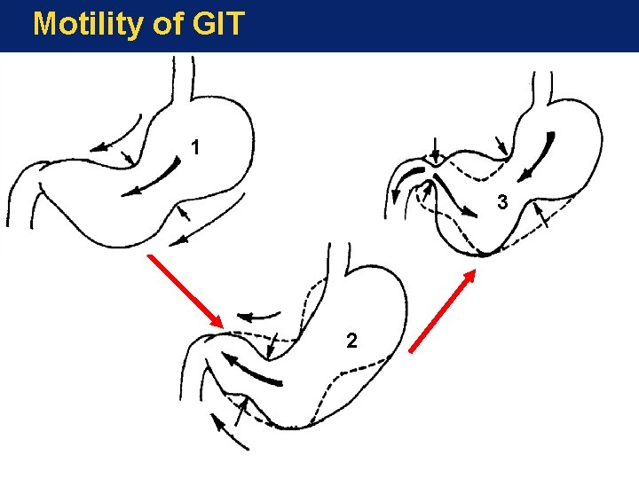 Motility of GIT 1 3 2 