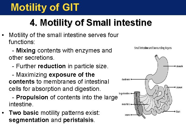 Motility of GIT 4. Motility of Small intestine • Motility of the small intestine