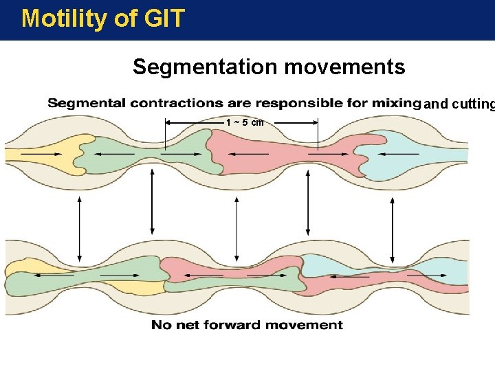Motility of GIT Segmentation movements and cutting 1 ~ 5 cm 