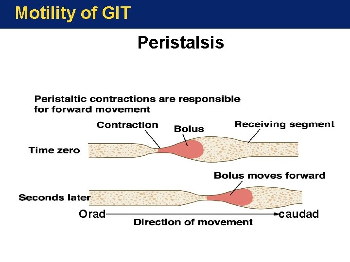 Motility of GIT Peristalsis Orad caudad 