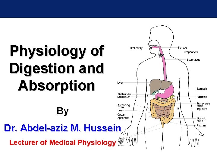 Physiology of Digestion and Absorption By Dr. Abdel-aziz M. Hussein Lecturer of Medical Physiology
