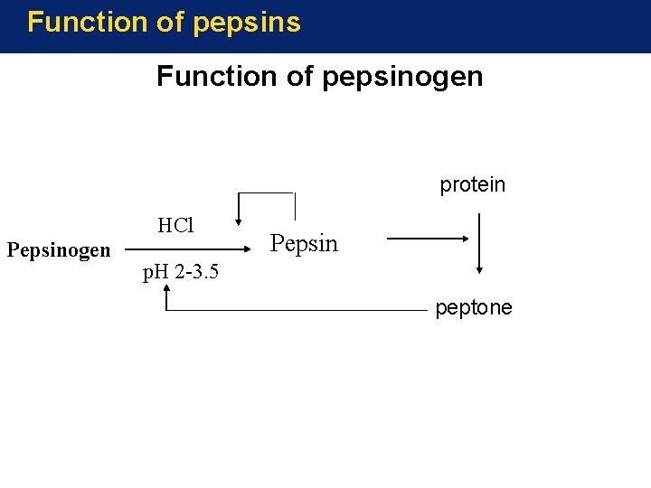 Function of pepsins Function of pepsinogen protein HCl Pepsinogen Pepsin p. H 2 -3.