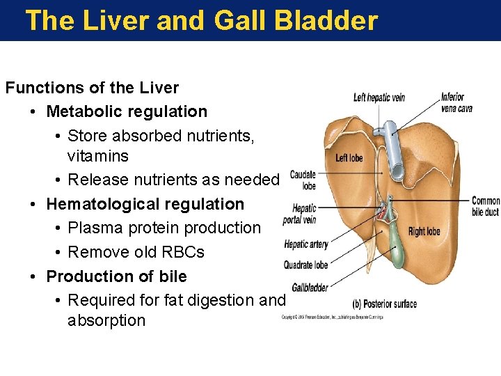 The Liver and Gall Bladder Functions of the Liver • Metabolic regulation • Store