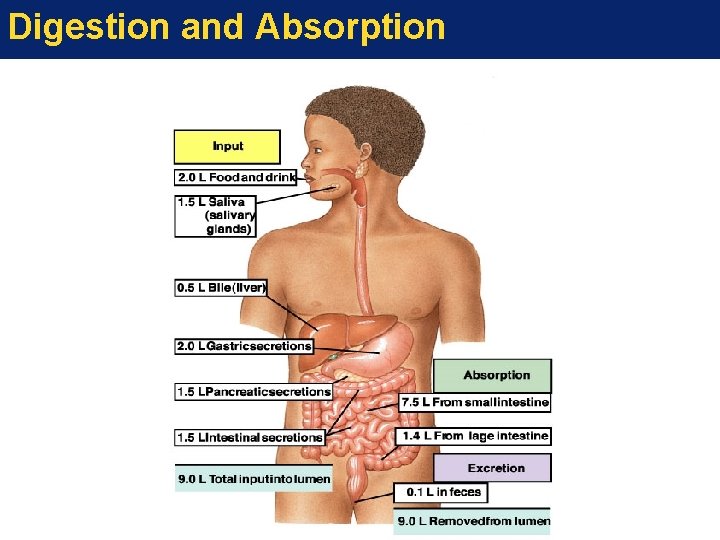 Digestion and Absorption 